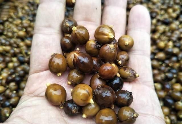  上长@竹子上长出的“大米”，价值珍贵200元一斤，但农民却怕它出现