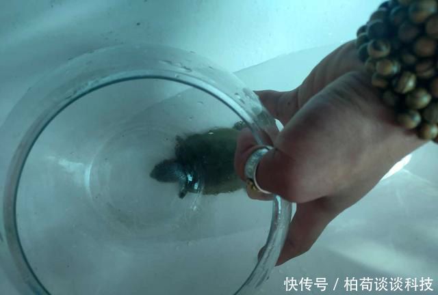 「无聊」小伙在家无聊,精力旺盛想跑到后山找东西,结果弄了个“绿头蒜”