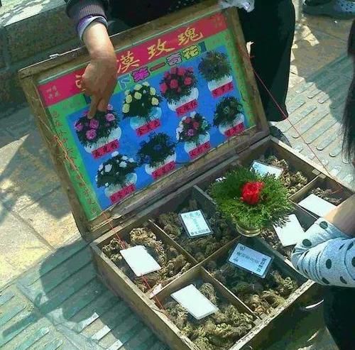  朱顶红：看见这花可别买，忍住，小心被忽悠，花钱买气受！