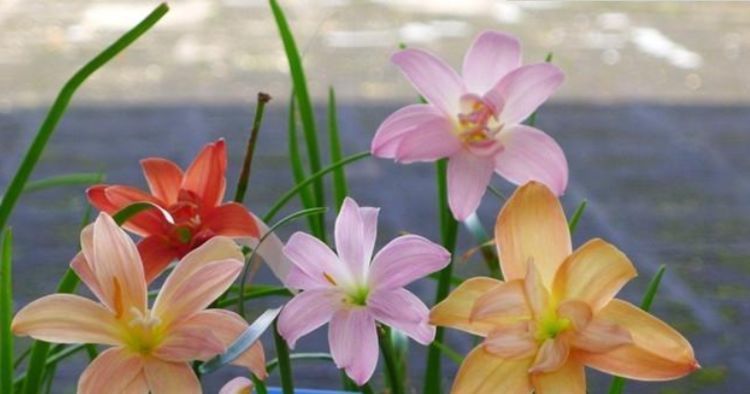  「特长」这时候，就养这些“花”，好看又好养，花期还特长，美爆阳台！
