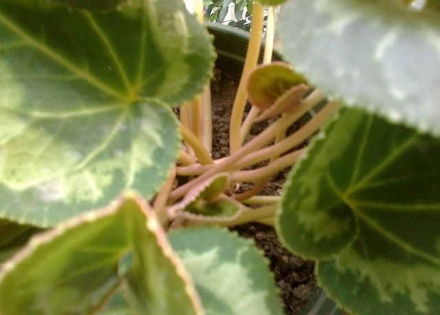  『花儿』谁说开花期间不施肥？这花偏要在花期施肥，不然花儿早早就谢了！