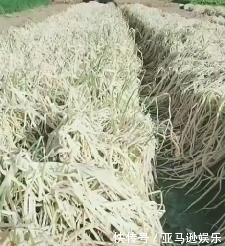老农错把除草剂当成助长剂，满地的葱悲剧了，网友却表示活该