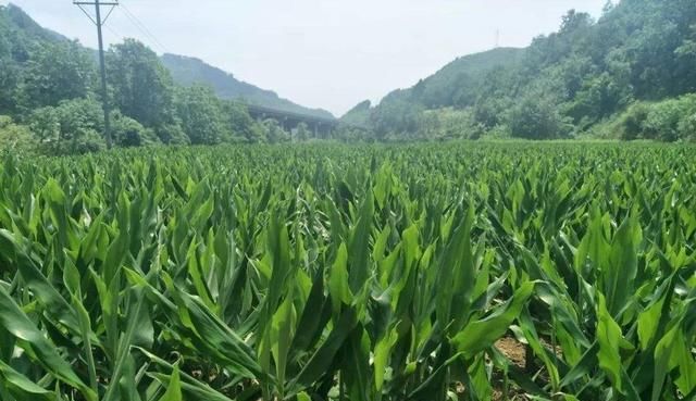  #值得#农民回乡创业，种植什么成本小效益高？这五种农作物值得