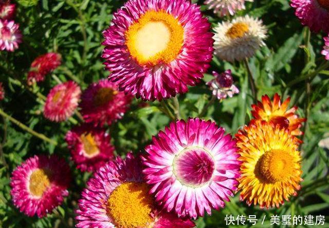  #适合#春天不适合种菊花？3种“菊花”养护好，可以从春开到秋