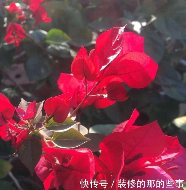  #养花#想养花不知道养啥好根据3个方面选，越养越好，四季开花长爆棚