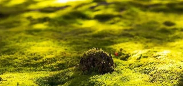 庭院入户常见景观的风格选择