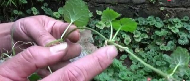  #人称#田地有一种草，农村人称“透骨风”作用大，若有见到不要