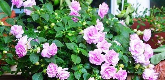  [漂亮]喜欢养花，不如养盆重瓣凤仙 花色漂亮，观赏价值较高。