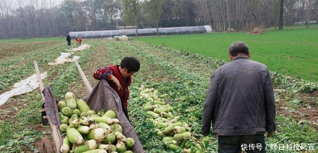  【补贴】粮食补贴标准“两提高、三不发”，农民要注意别吃亏