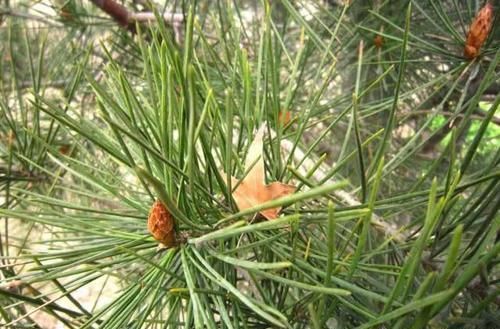 这树的叶子似尖针，以前农民拿它当柴火，现在一斤50元卖高价