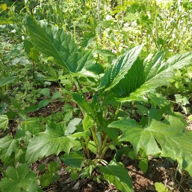 「山野菜」东北大山里的山野菜,你见过的有几种,能说出来吗