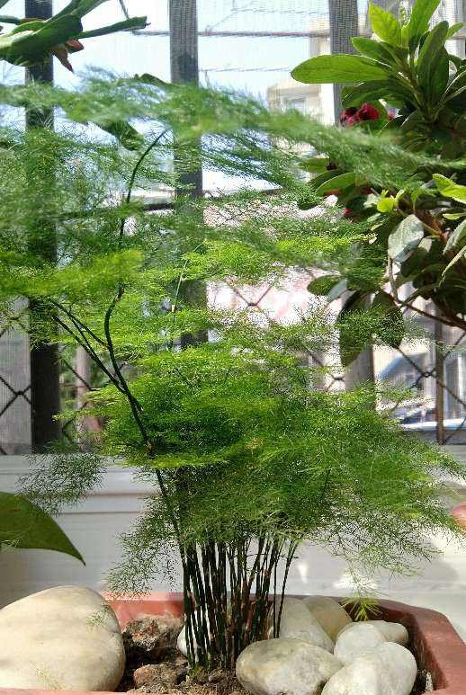  「焦黄」10种花,不能使劲晒太阳,否则叶子焦黄长黄斑