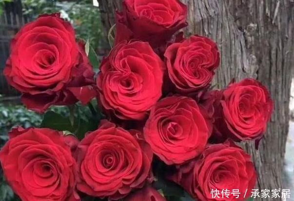 『花如』新手养花,不如养盆花中精品“海棠花”,花如丝绒般,高端艳丽