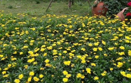  【花朵】这“4种”花，每季度都开花，家里养一盆，不愁没花赏！