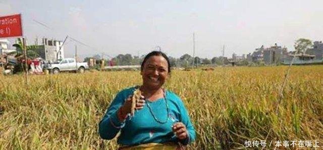 中国的杂交水稻，把尼泊尔的农民吓了一跳！