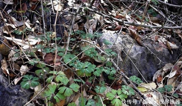 埋泥土里的野果，人称“千年耗子屎”，过去都抢着吃，如今很少见