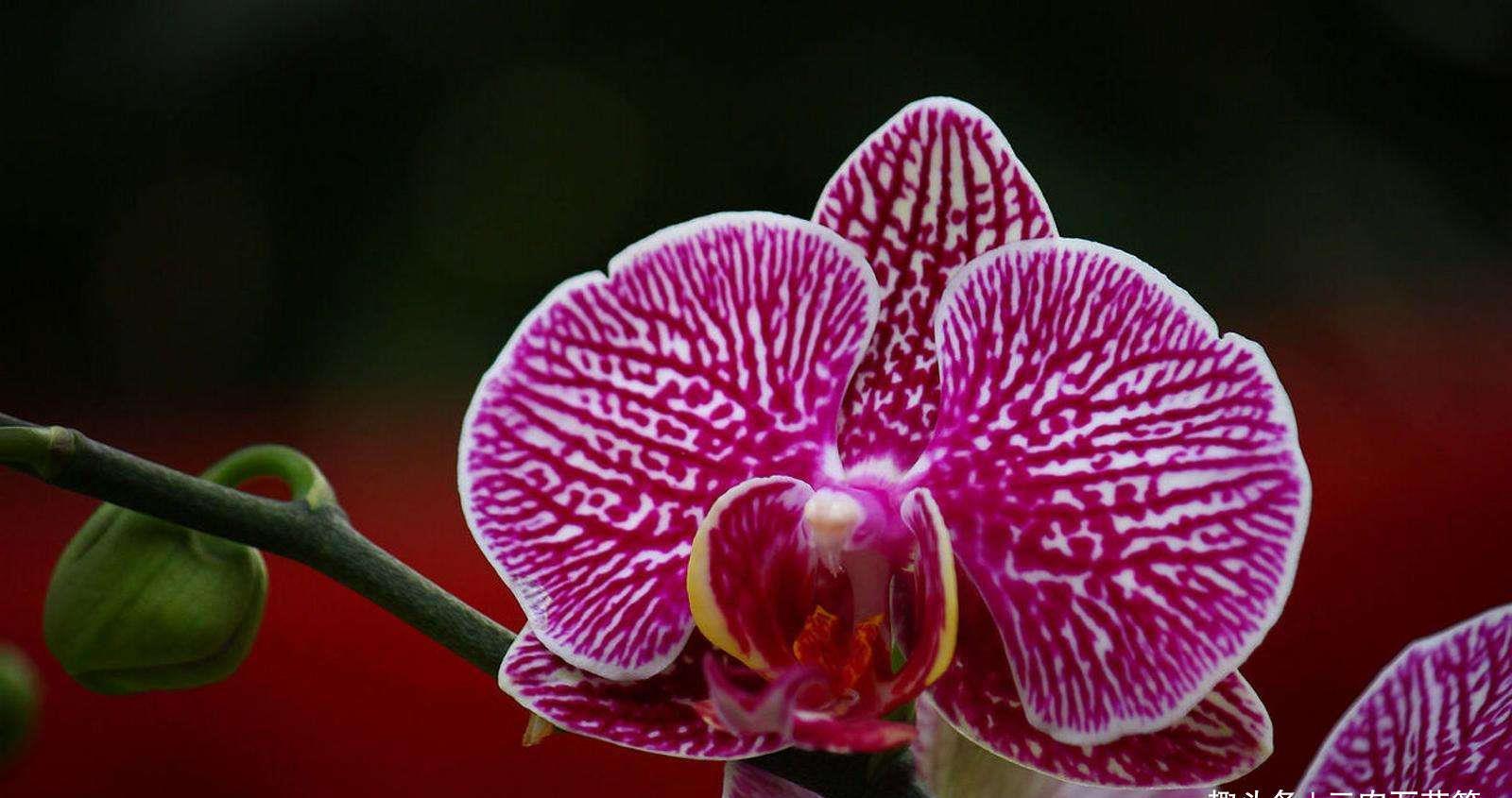  『多长』花卉种植技术：蝴蝶兰的花期有多长，蝴蝶兰花期可以施肥吗！