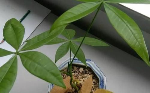 『不再』懒人盆栽发财树该如何养护?掌握3点,叶片不再泛黄、哗啦啦掉