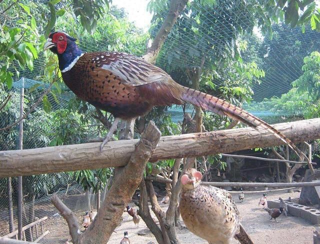 农村野味越来越少见，唯独山鸡依旧抓不完，数量为啥这么多？