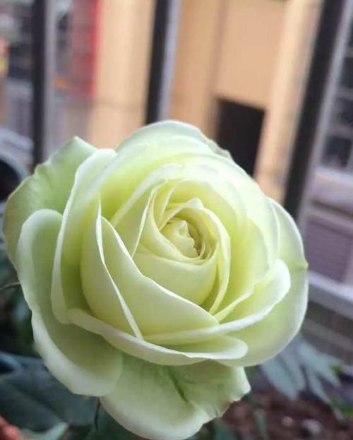  「春风」春天养此款花卉，春风吹开花旺，花姿妖娆，四季繁花似锦，美