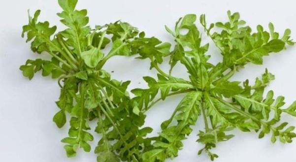  [地上]乡下一种野草，长在地上不起眼，农民常拿来喂猪，现在成