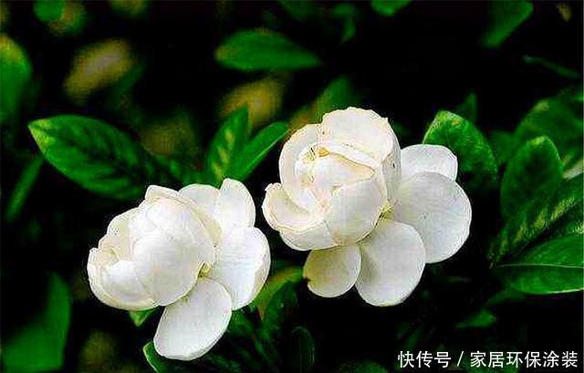  【回家】栀子花有3怕，难怪买回家里就黄叶，学会了叶子翠绿，开花多又香