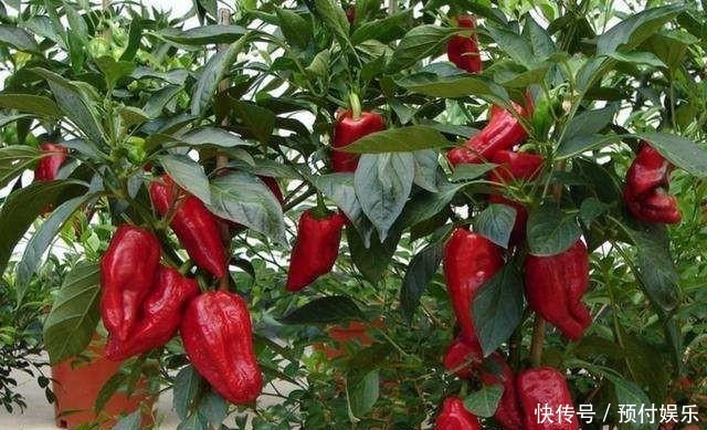 “2种菜”适合种阳台，1个空油桶就搞定，长出“红辣椒”一串串