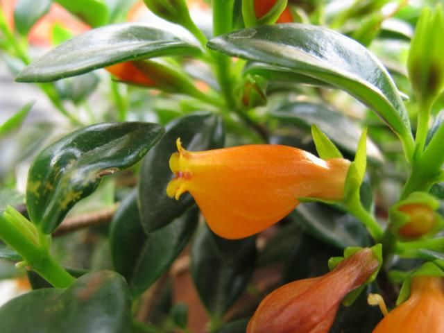  『挂在阳台』家里有4种花，吊起来养“最漂亮”，长得旺盛，就像花窗帘