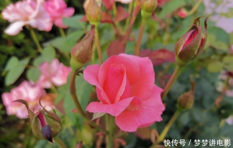 如痴如醉|月季花开红艳艳?如痴如醉吐芬芳