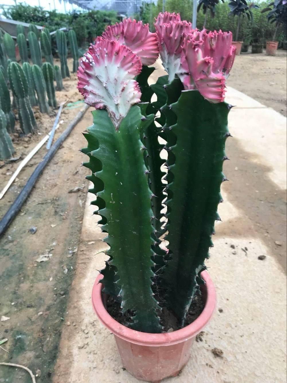 【症状】龙骨花枝条发软?做好几点,轻松改善症状长得壮!