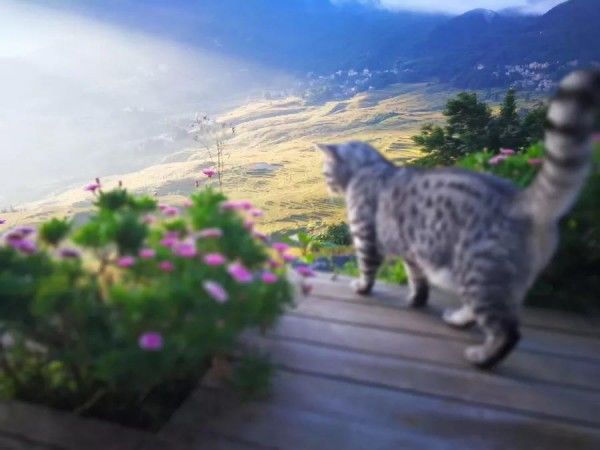 大促299元超值抢购元阳599自由行套餐