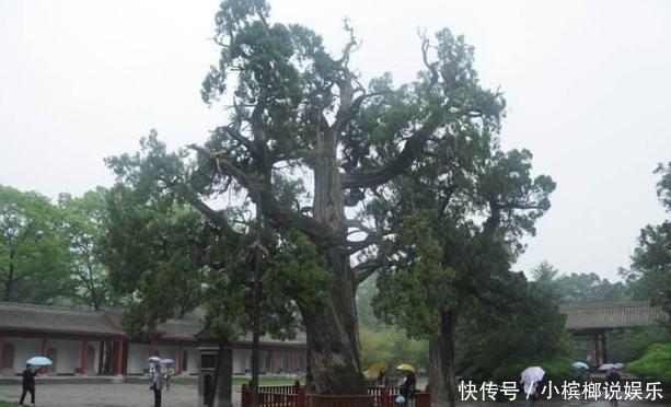 世界寿命最长十棵树：四棵在中国，近3000年历史，土豪也买不起