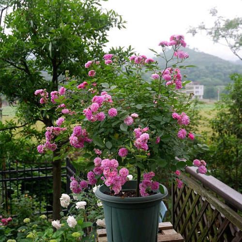  『值得』此种开花植物，四季都花开，比兰花还香，可盆栽种植，很值得拥有