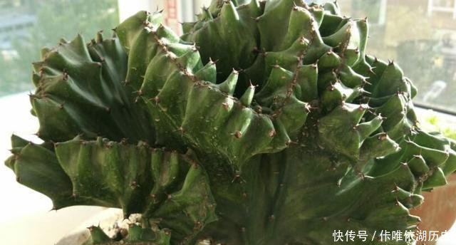  [植物]山东张大姐捡到1棵“植物”，将它种在花盆里，养1年，能值200！