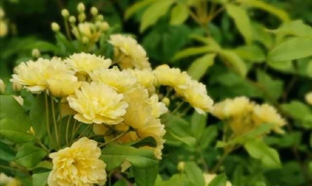  「清明」清明的蔷薇花儿，绽放在西安的园林间