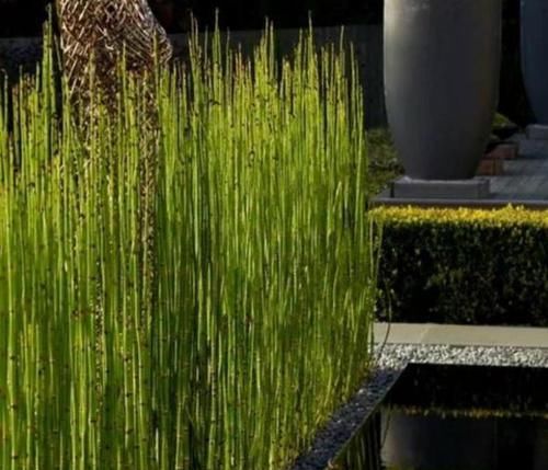  漂亮■一种小野草，长得太“独特”，花店老板稍加“修饰”，一盆100元
