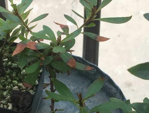  『晒伤』怎样判断杜鹃花黄叶掉叶是被强光暴晒造成的？晒伤的杜鹃花怎么办