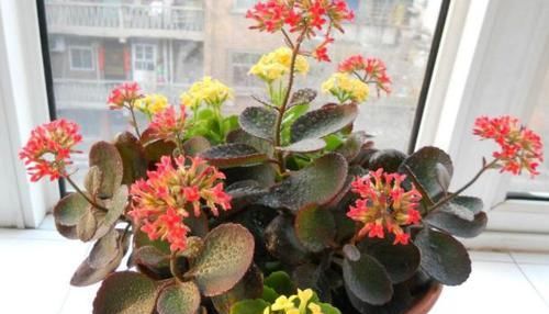 『凋零』凋零之后的长寿花,修剪和养护做得好,来年花苞一茬接一茬