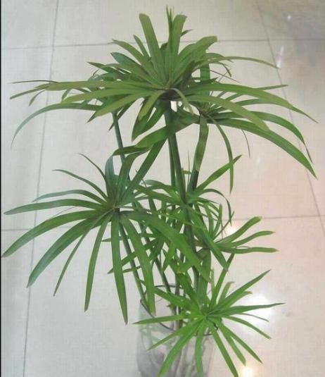  『盆栽』一种野草形如风车，薅一棵种栽盆里，奇特的形状，让人赞叹