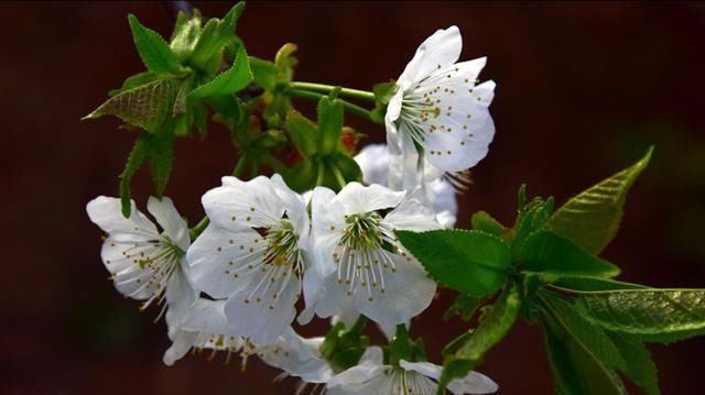 这里的樱花开放时，浓了春天，醉了游人！