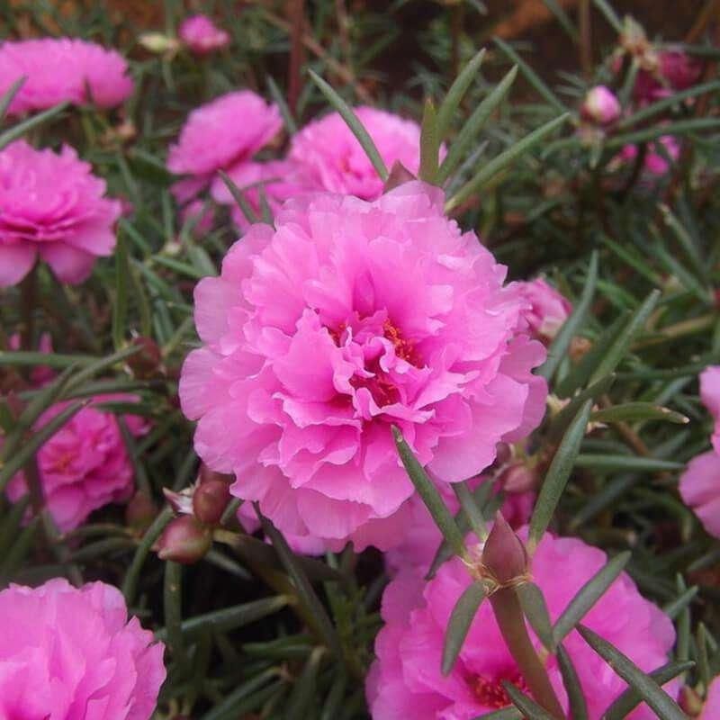  「随便」3种皮实花，随便撒土里就能长一大片，农村常见
