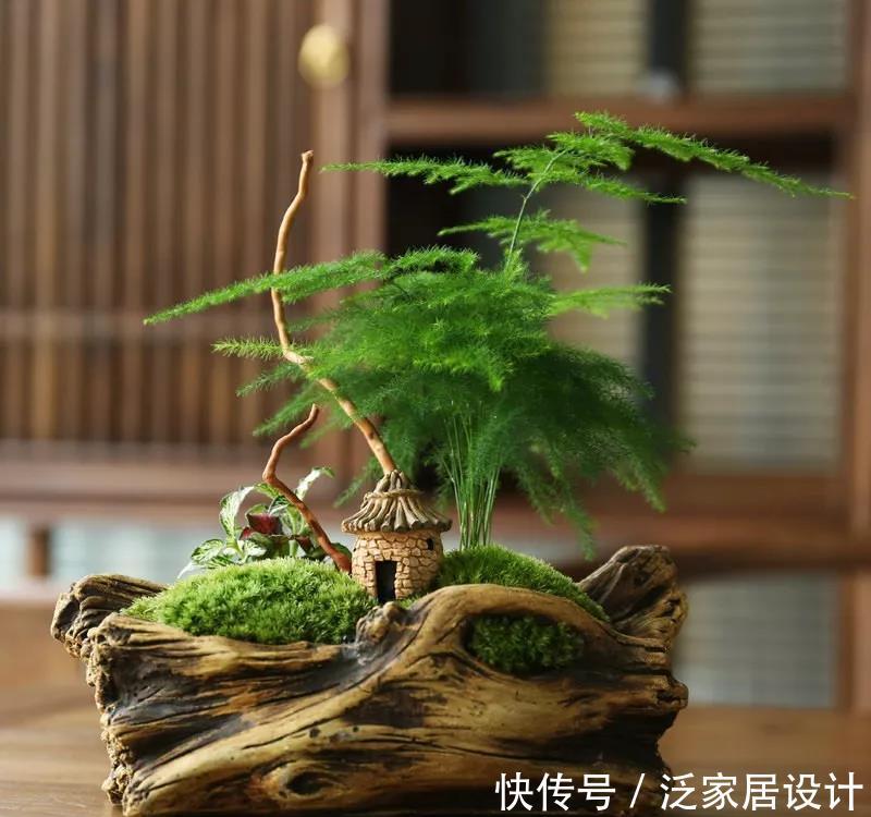  文竹的叶子：冬天养文竹，泡点“黄豆水”，每周浇一浇，文竹长成竹林