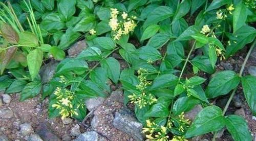  「植物」此植物为“断肠草”，在山中遇见不要乱碰，毒性强别忽视