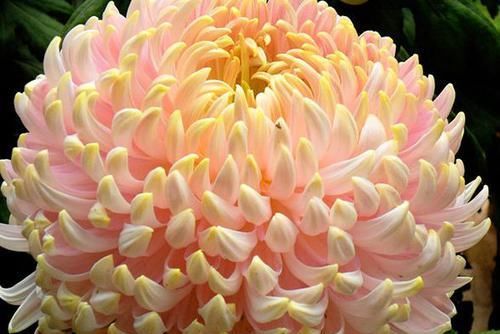  『花开香』此款植物经常爆盆，好养颜值高，枝叶亭亭玉立，花开香飘溢满屋
