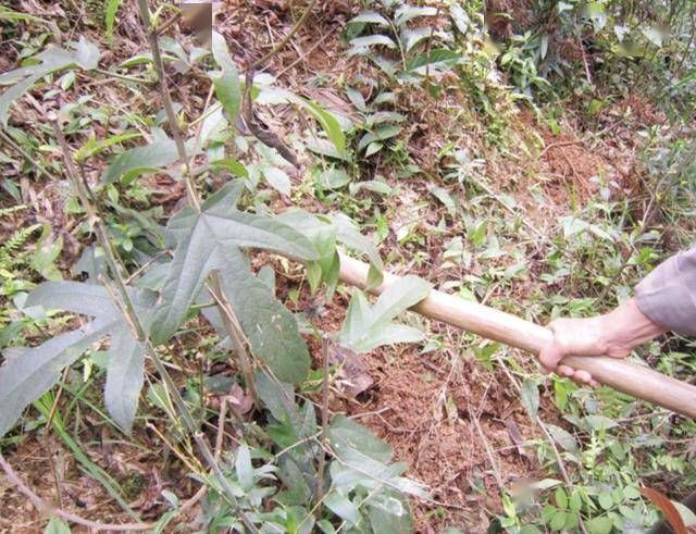  『植物』1种珍贵的“野草”，叶片像“手掌”，人称“五指毛桃”，奇特！