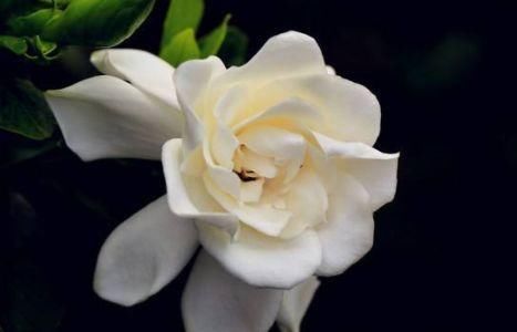  『花边』养花就养这几款，花色妖艳妖娆，花开妖嫩轻盈，如蕾丝花边太美
