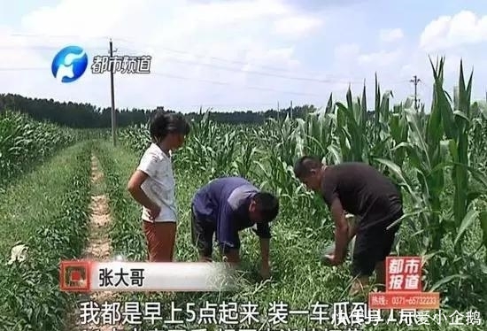 18亩的西瓜一夜之间“不翼而飞”, 一家人快哭死了