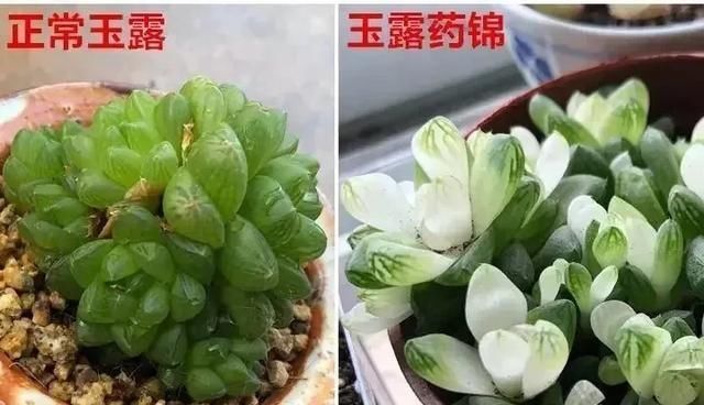  「凉通风处」多肉有这特征是药锦,别再买了,买回家会腐烂