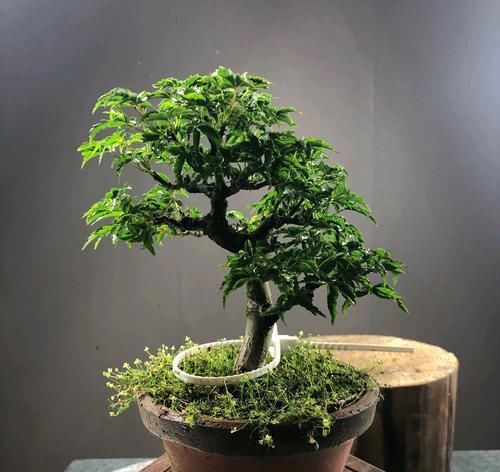  营养@盆景花盆表面铺的苔藓为什么总是黄黄的？淘米水养苔藓有妙用
