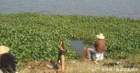 『随便』钓鱼不钓草,等于瞎胡跑,见草随便钓,还是瞎胡跑